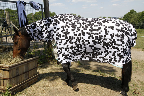 Horse with black and white patterned blanket polka dot
